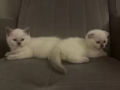 50 Günlük Yavru Kediler 2 Adet