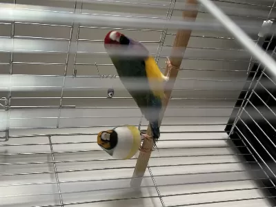 Gouldian Finch Genç Takım