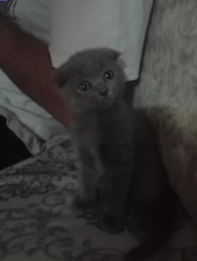 Scottish Fold Kedimiz