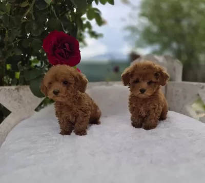 Toypoodle Yavrularımız