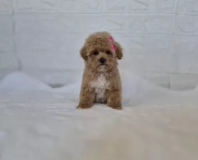 Maltipoo Yavrularımız