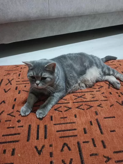 British Shorthair 5 Yaşında