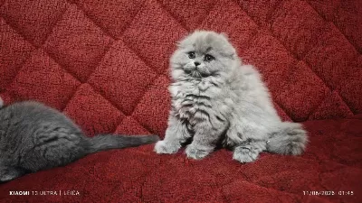 Mama Karşılığı Yavru Scottish Fold