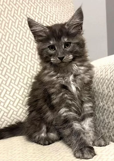 Wcf Üyesi Grand Design Catteryden Black Smoke Maine Coon