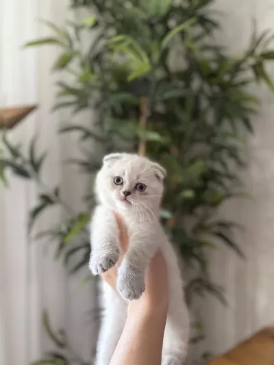 Scottish Fold Silver Yavrularim