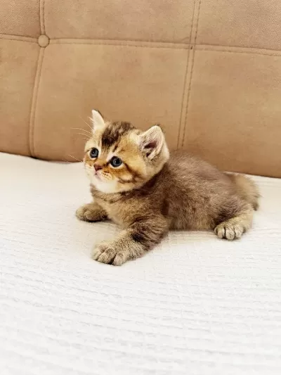 British Shorthair Golden