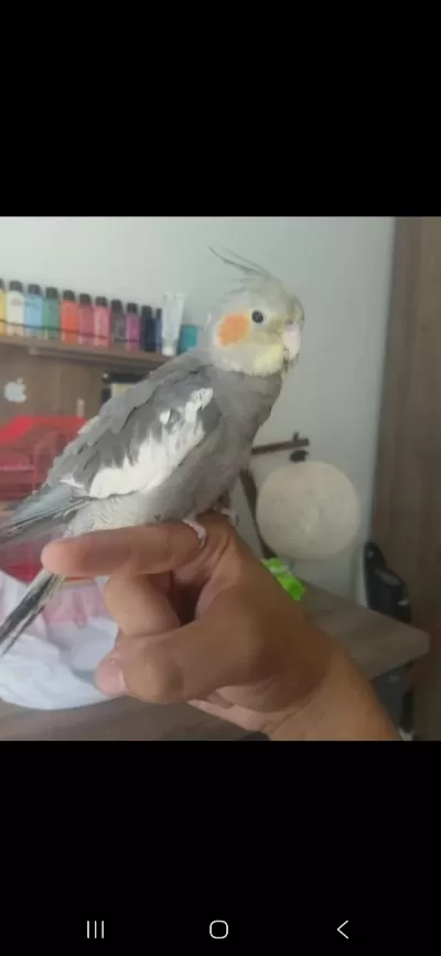 5 Aylık Sultan Papağanı Evcil