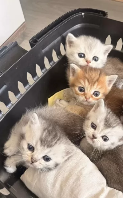 British Shorthair Yavrularımıza Sıcak Yuva Arıyoruz