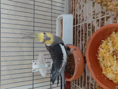 Erkek Sultan Papağanı 1 Yaşında