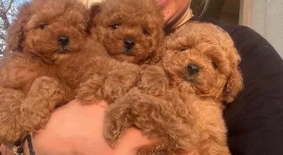 Toypoodle Yavrularımız