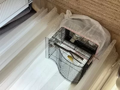 Çok Güzel Öter Erkek Bilezikli Kanarya