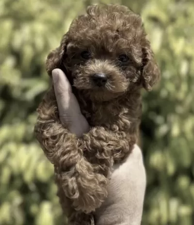 Harika Toy Poodle Cinsi