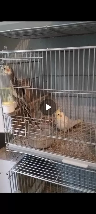 2 Tane Erkek Sultan Papağanı