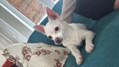 Dişi 15 Aylık Chihuahua
