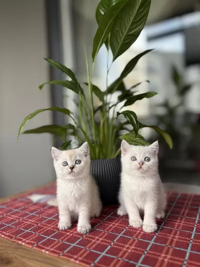 British Shorthair İrk Garantili Yavrular
