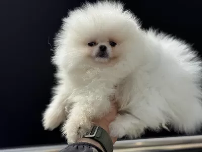 Petmode Köpek Çiftliğinden Pomeranian Yavrular