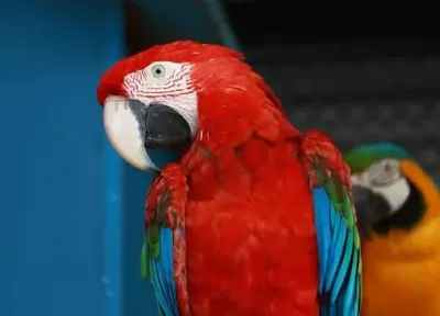 Ara Macaw Kırmızı Papağanımız
