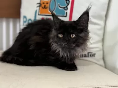 Çok Özel Black Smoke Maine Coon Yavrularımız