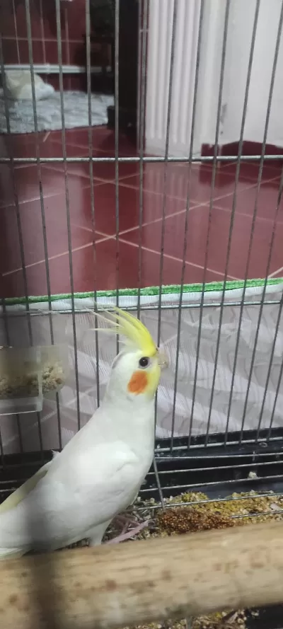 Sağlıklı Erkek Sultan Papağanı Yavrusu