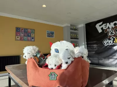 Kar Beyaz Maltese Terrier Yavrularımız Ankara