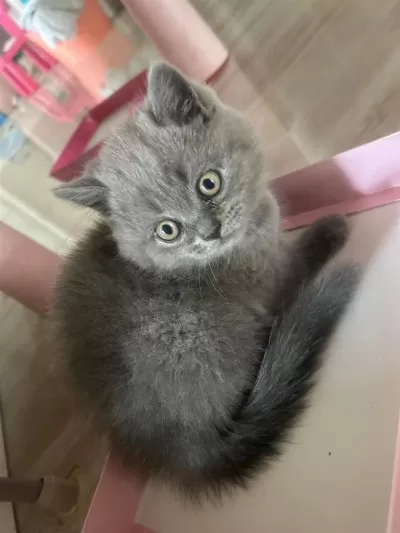 Bol Yanakli British Shorthair Erkek