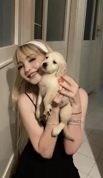 Safkan English Creamy Golden Retriever