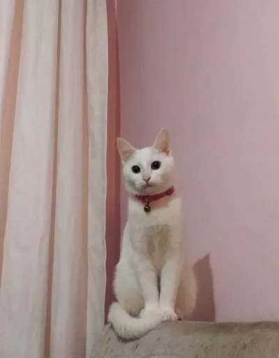 Acil Sahiplendirilecek Van Kırması Dişi