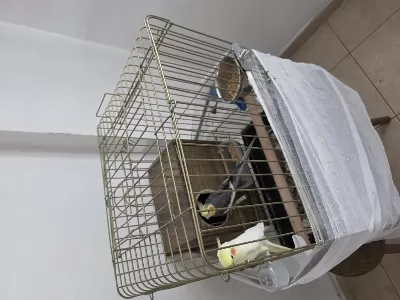 Sağlıklı Çift Sultan Papağanı Mersin