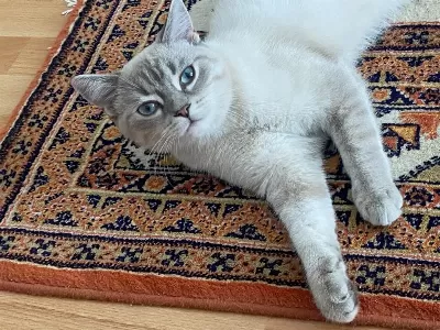 Acil Kisirlaştirilmiş Erkek British Shorthair Kirmasi