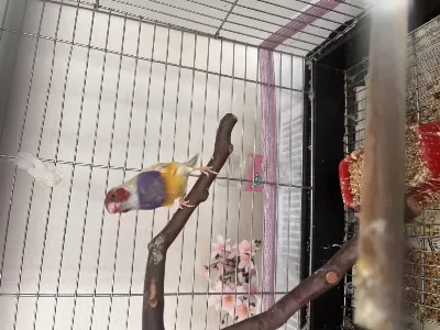 Erkek Mutasyon Goldian Finch