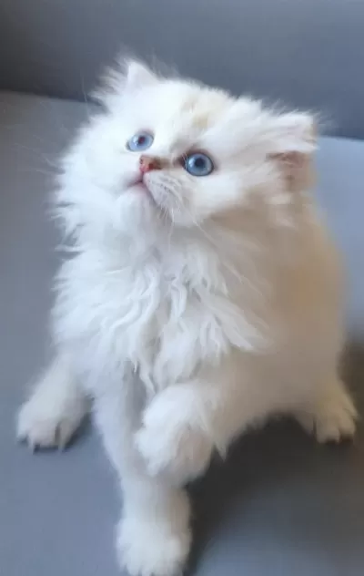 British Longhair Gökyüzünün En Güzel Tonu Bu Gözlerde