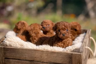 Show Kalite Miniboy Korekan Poodle