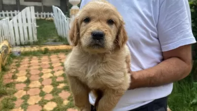 Erkek Golden Retriever Yavrumuz
