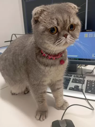 Çok Tatlı Scottish Fold Dişi Uygun Puana