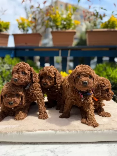 Orijinal Toy Poodle Yavrular Kocaeli