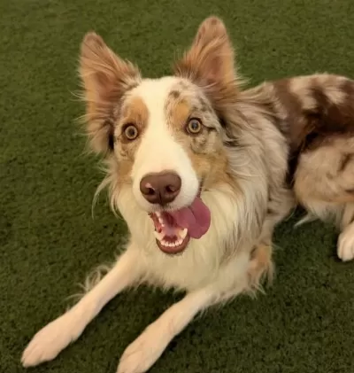 Ücretsiz Border Collie Yuva Arıyor