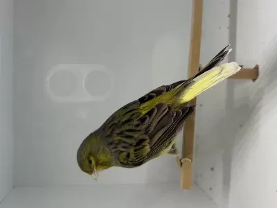 Ötümde Erkek Kanarya