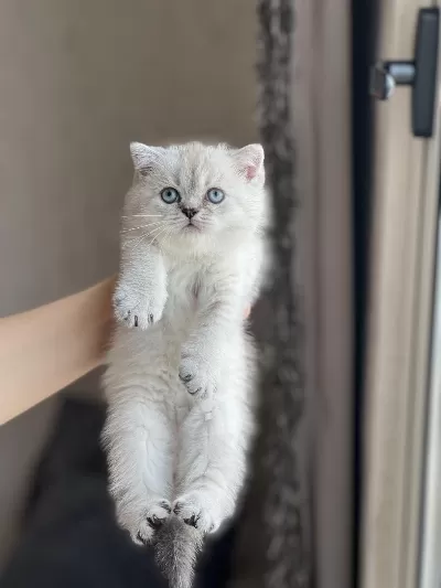 Güzellik Abidesi British Shorthair Bebeğim