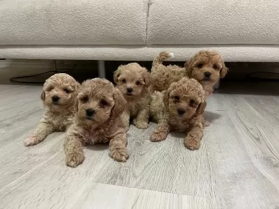 Show Kalite Miniboy Maltipoo