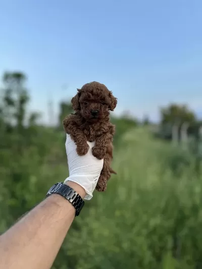 Sağlık Ve İrk Garantili Toy Poodle Yavrularımız