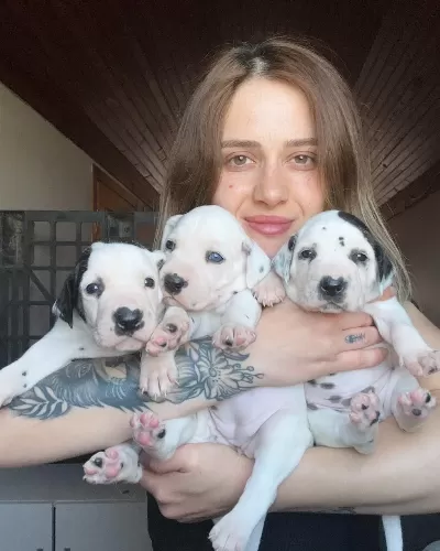 Dalmaçyalı Köpeği Yavrular