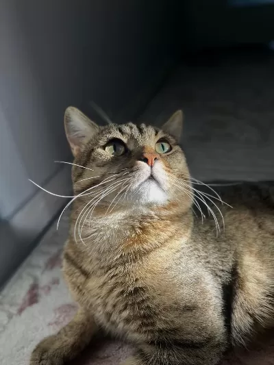 Kedimi Minnoş Bir Dişi Arıyorum