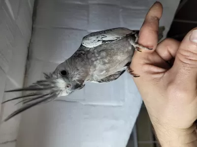 Evcil Dişi Sultan Papağani