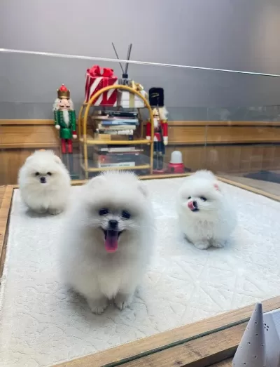 Sağlik Ve İrk Garantili Kore Pomeranian