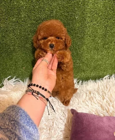 Toypoodle Yavrularımız