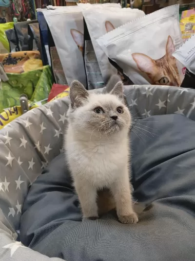 Bebek British Shorthair Bluepoint