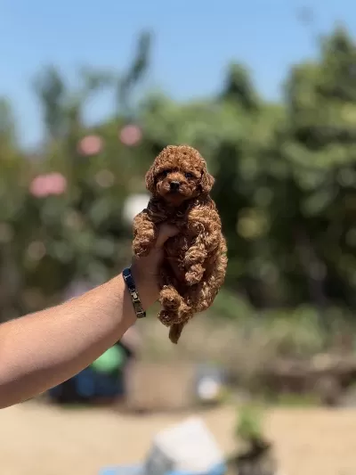 Miniboy Show Kalite Teacup Poodle