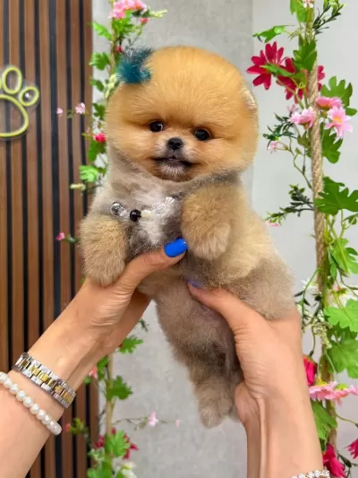 Orjinal Pomeranian Boo