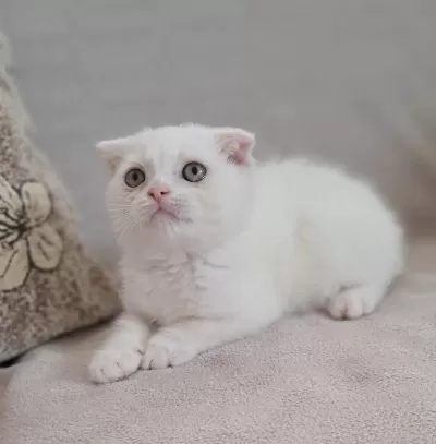 Karbeyaz Scottish Fold Erkek