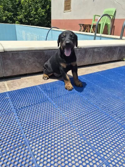 King Doberman Yavrular